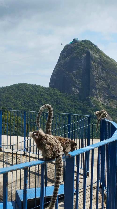 Sabbatical in Brasilien Affen in Rio